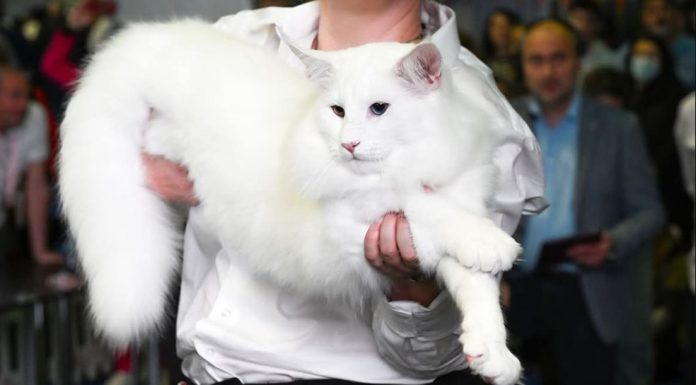 (foto) Cel mai frumos motan din lume este din România: A cucerit titlul suprem de Campion Mondial 2025, în faţa a peste 750 de pisici din 35 de ţări