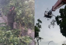(foto) Vântul a făcut ravagii în capitală: Mai multe crengi și un copac, doborâte la pământ în urma rafalelor puternice