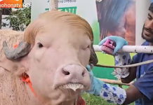 Un bivol albinos cu coamă blondă, considerat „sosia” lui Donald Trump, a devenit vedetă în Bangladesh: Animalul va fi sacrificat
