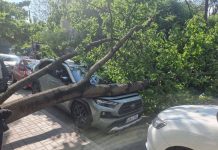 (foto) Un copac imens s-a prăbușit peste o Toyota, la Botanica: Circulația în zonă, blocată